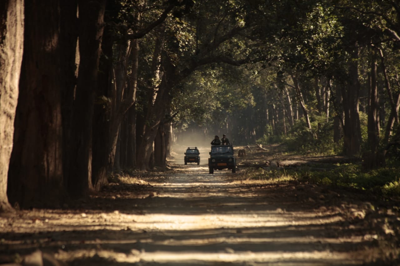 Tiger sighting in Corbett